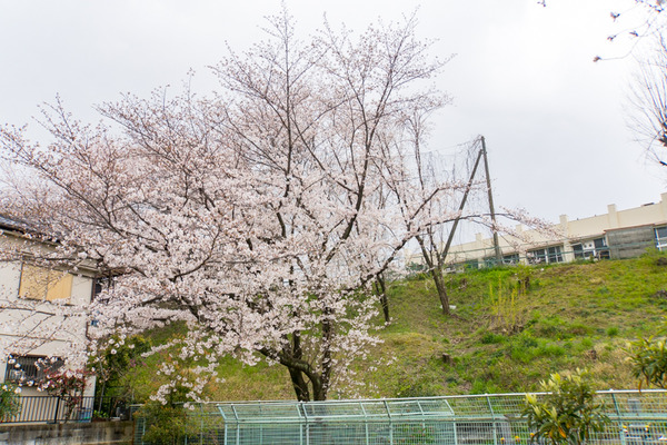 桜-2004023