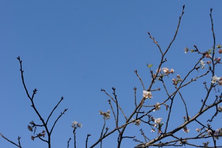 20101018sakura1