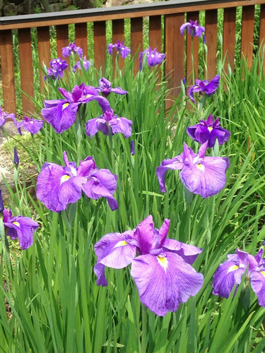 花菖蒲園