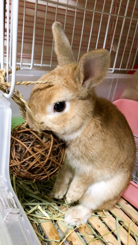 ショコラ-1