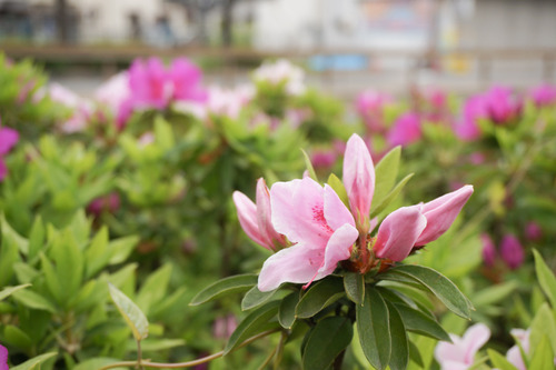 国道1号線のツツジ-8