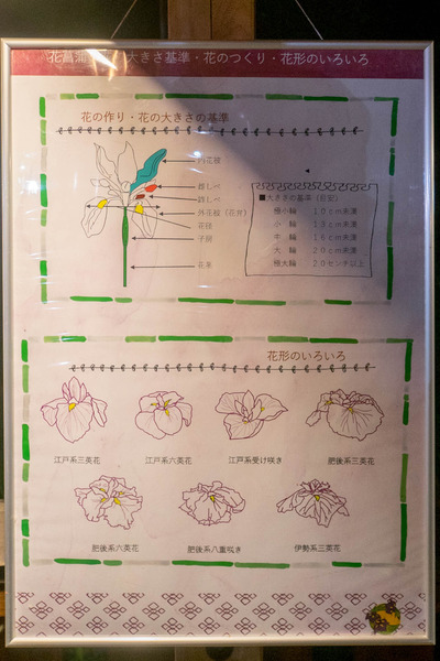 花しょうぶ-1906035