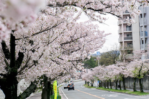 桜2-1704125