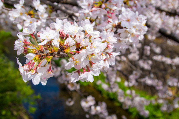 交野　桜-2103291-4