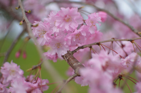 山田池公園130403_03