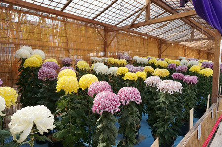 菊花展131105-04