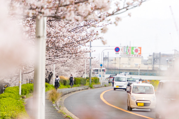 桜-2004022