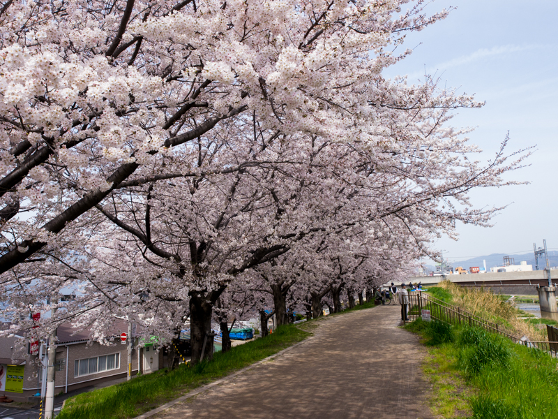 枚方市の桜開花状況(2014/4/1) 枚方カントリー倶楽部、天の川遊歩道、牧野公園、さくら近隣公園、背割堤の桜