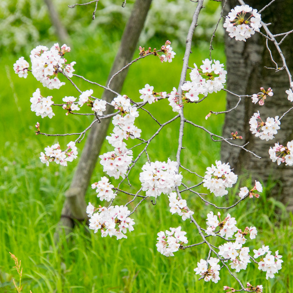 桜-2003312