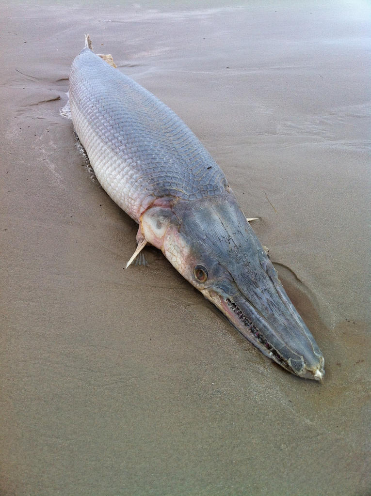 中の池でワニみたいな肉食魚 アリゲーターガー が発見され捕獲作戦実施中 By 弟子えもん 枚方フォト 枚方つーしん