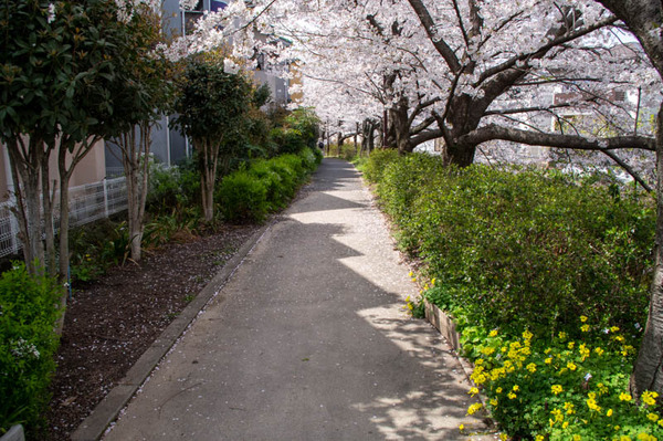 交野　桜-2103293