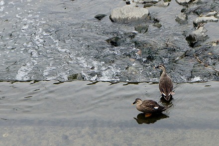 DSC06263a