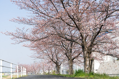 桜フェス-15033003