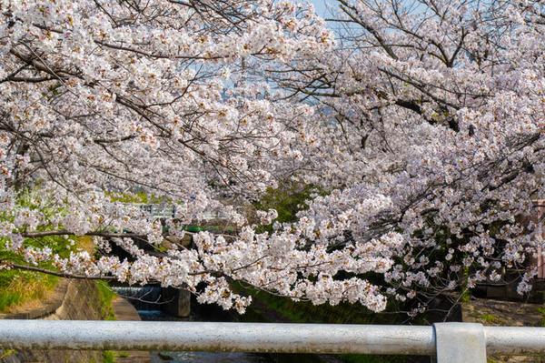 交野　桜-2103291-9