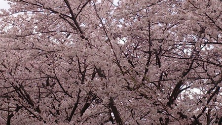 藤阪ハイツ130403_02s