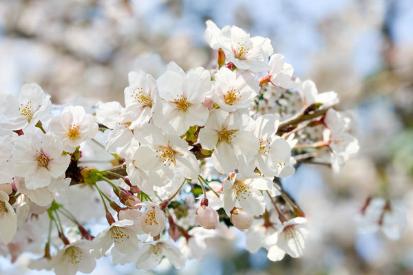 桜公園-1904061