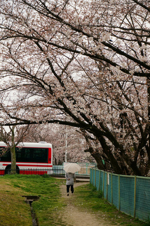 北谷川緑地130328-04
