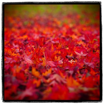 121124_ころんmama_02
