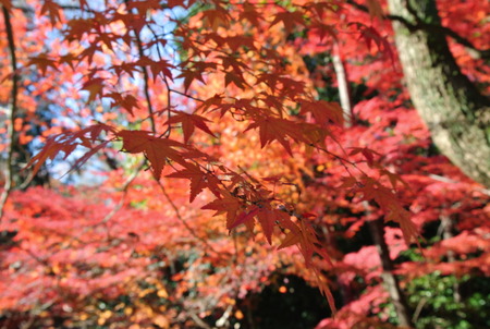 石清水八幡宮の紅葉131203-02