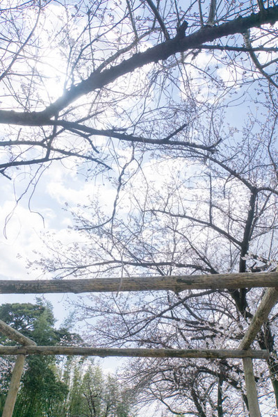 桜-1904027
