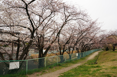 北谷川緑地130328-02