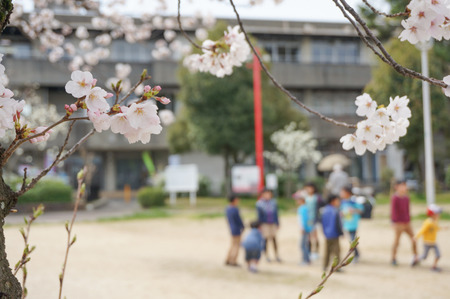 牧野公園の桜-9