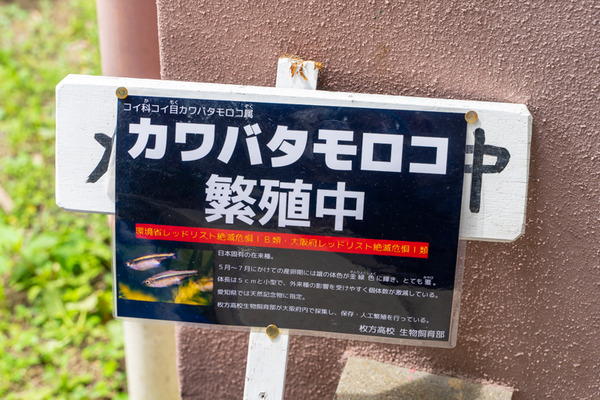 カワバタモロコ-2006201