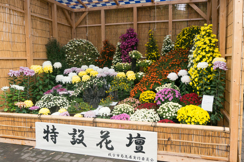菊花展-14103119