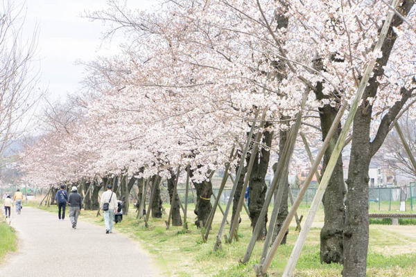 桜-1704063
