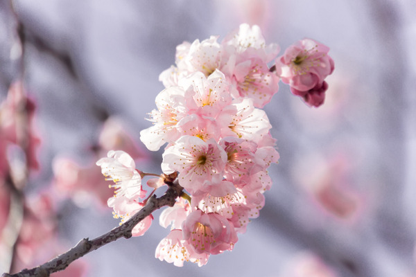 桜-16030301