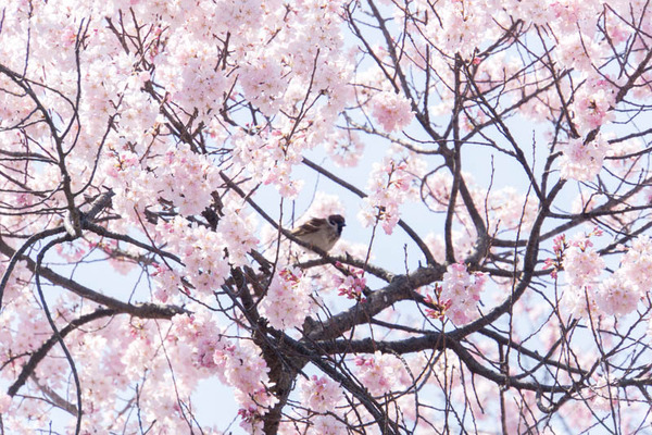 桜-1704035