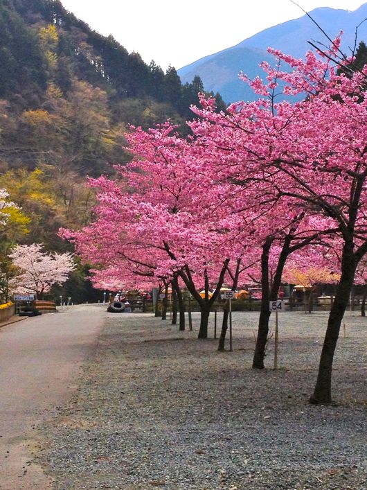 花見デイキャンプ 神之川キャンプマス釣り場 平塚日記 花見デイキャンプ 神之川キャンプマス釣り場 平塚日記