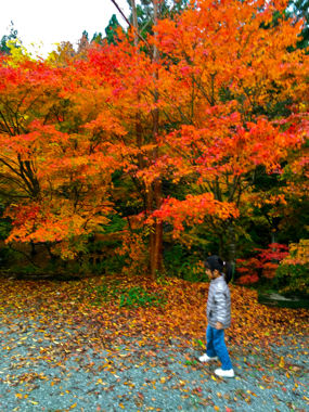 紅葉デイキャンプ 道志の森キャンプ場 平塚日記 紅葉デイキャンプ 道志の森キャンプ場 平塚日記