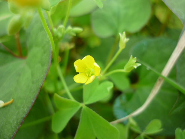 黄色い花の雑草です 公園と庭とお花と 時々ネコ