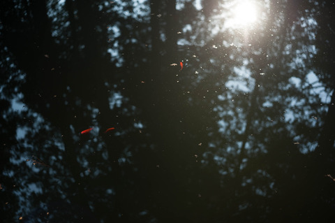 _KMK4633