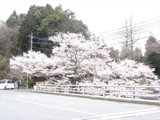 三隅の佐々木桜が満開 西中国山地 芸北中心 散策