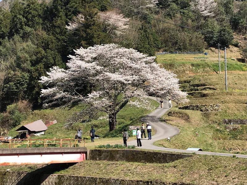 金谷城山桜と井川の一本桜 西中国山地 芸北中心 散策 金谷城山桜と井川の一本桜 西中国山地 芸北中心 散策