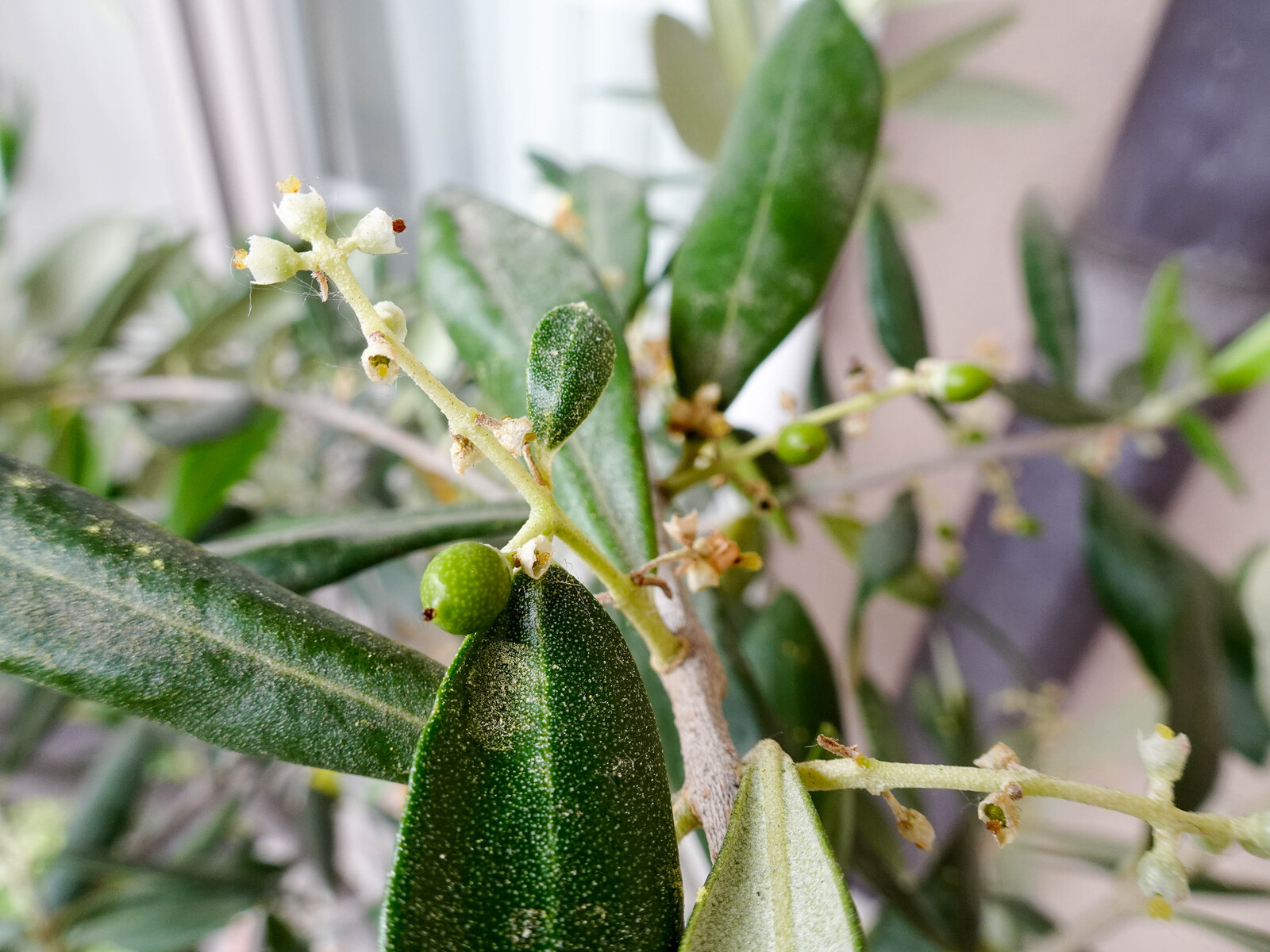 オリーブの実の赤ちゃん Hiroのつぶやき