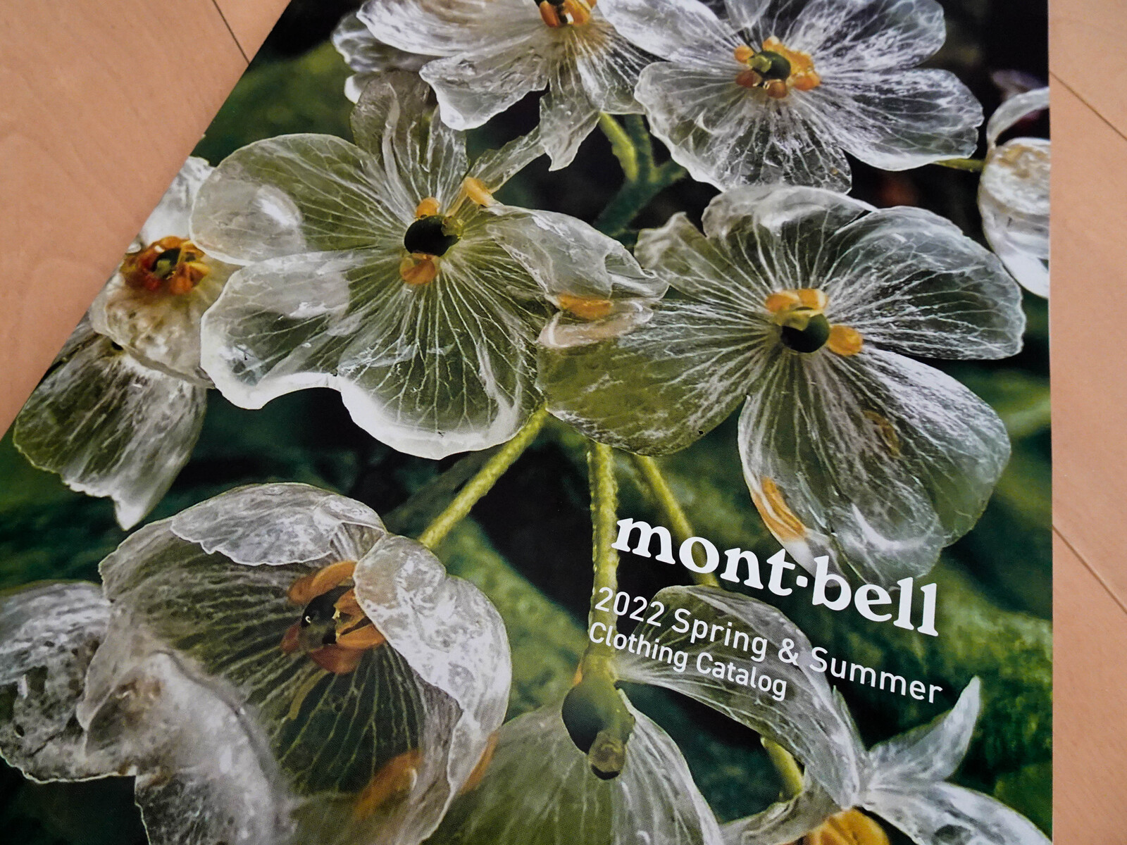 サンカヨウ 山荷葉 Hiroのつぶやき