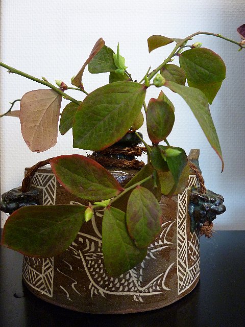 ブルーベリーの葉っぱ Hiroのつぶやき