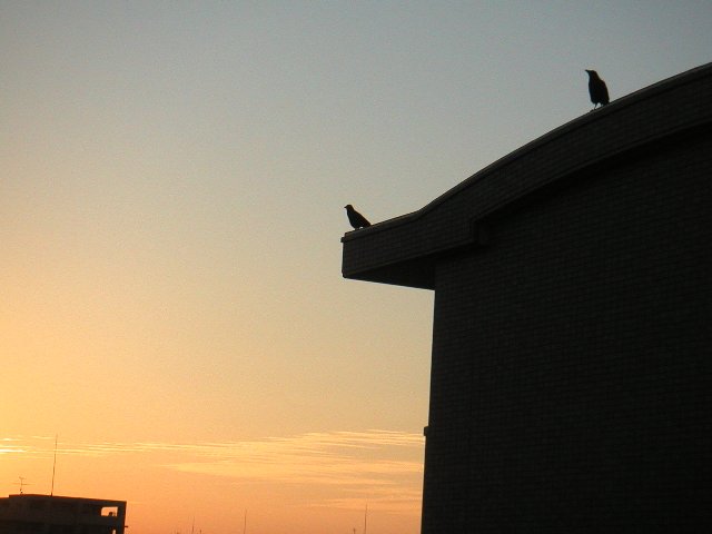おはよう カラスさん Hiroのつぶやき おはよう カラスさん Hiroのつぶやき