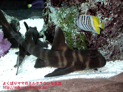 Ǯ�ӵ�