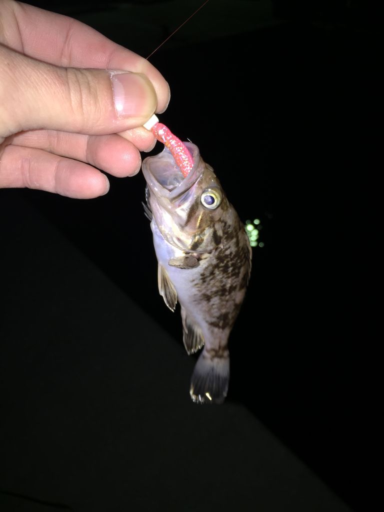 逃がした魚はでかい 岩手 大船渡 陸前高田 釣り記録 Etc