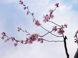 我が家の桜前線
