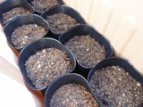 だだちゃ豆の栽培1〜種蒔き