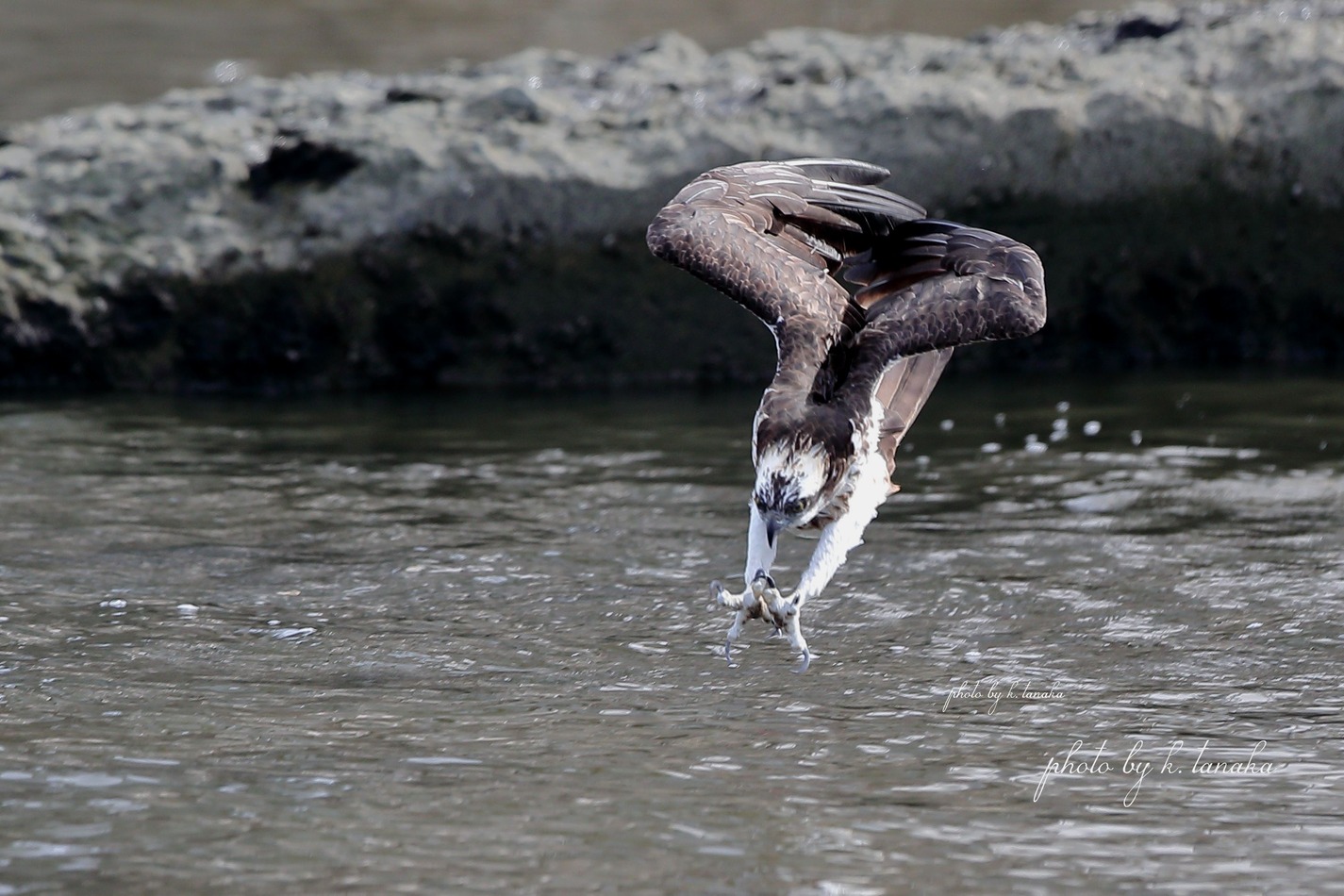 今日のミサゴ ヤマセミ カワセミ 野鳥 今日のミサゴ ヤマセミ カワセミ 野鳥