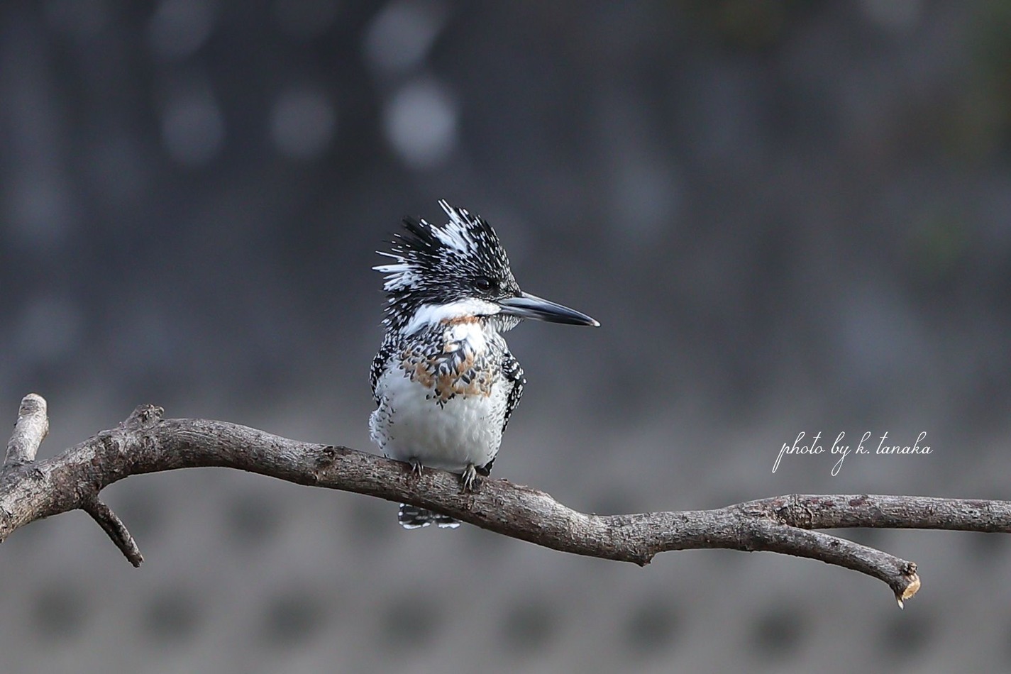 今日のヤマセミ ヤマセミ カワセミ 野鳥