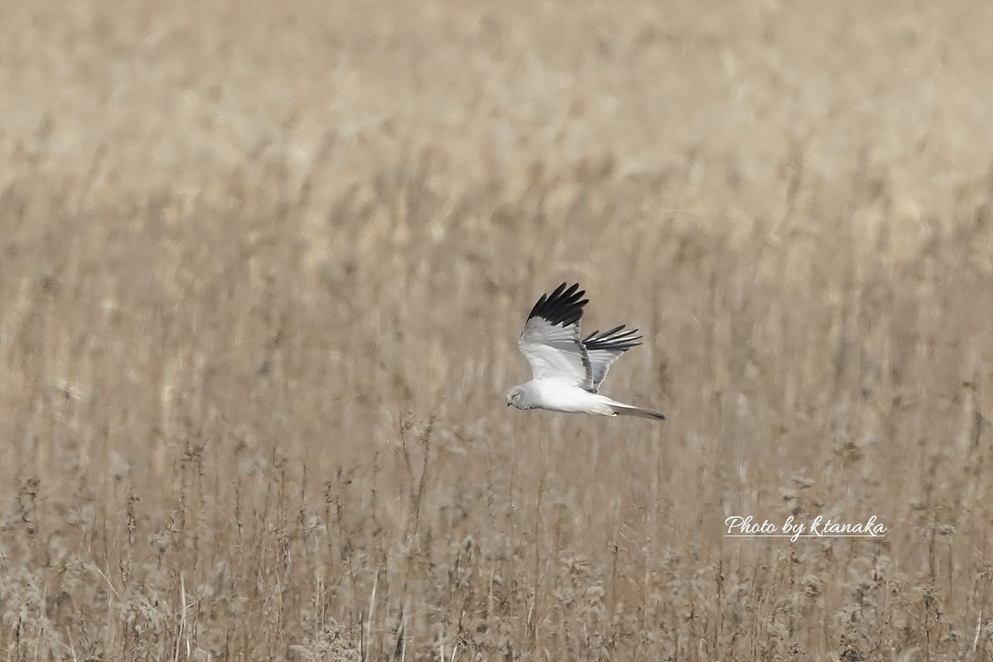 久しぶりの干潟 ヤマセミ カワセミ 野鳥 久しぶりの干潟 ヤマセミ カワセミ 野鳥