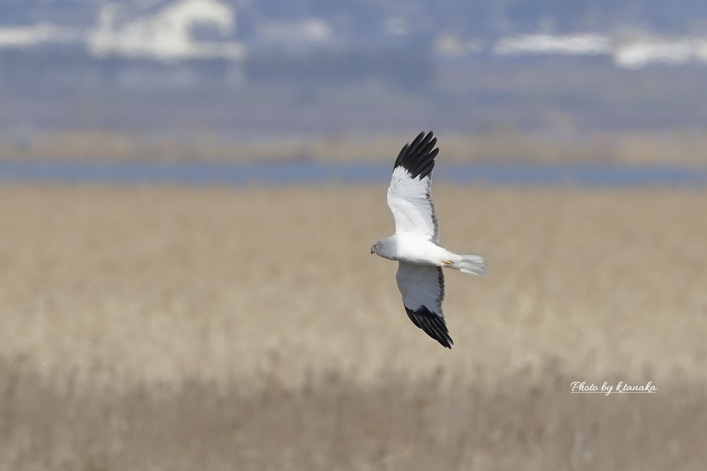 久しぶりの干潟 ヤマセミ カワセミ 野鳥 久しぶりの干潟 ヤマセミ カワセミ 野鳥