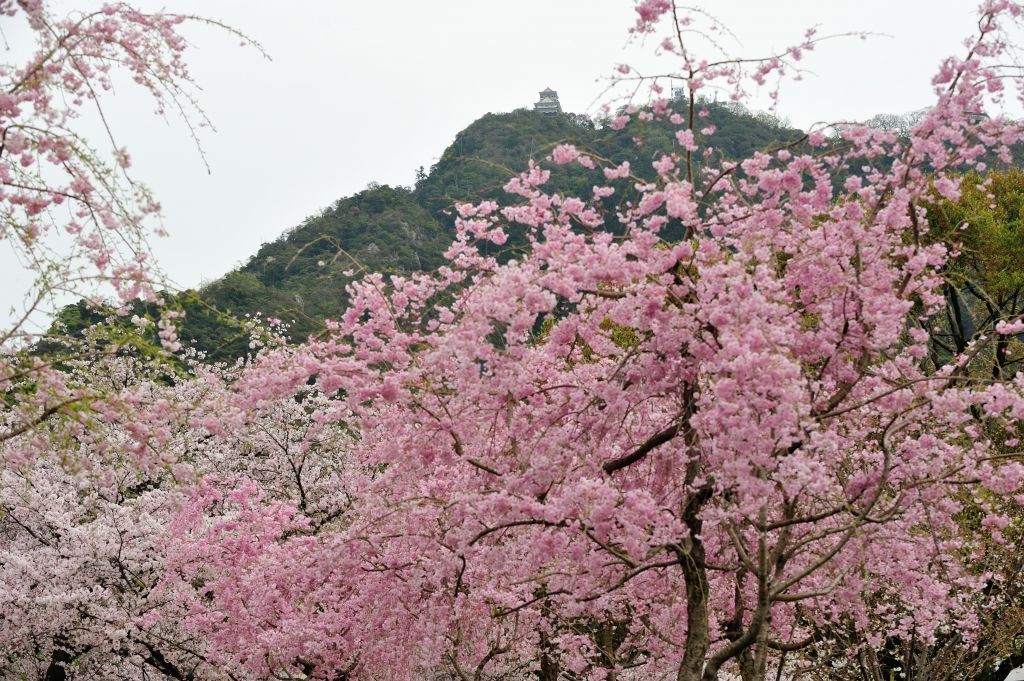 金華山周辺の桜と鉄道の見える風景 Shigano Biwazoh Photo Gallery